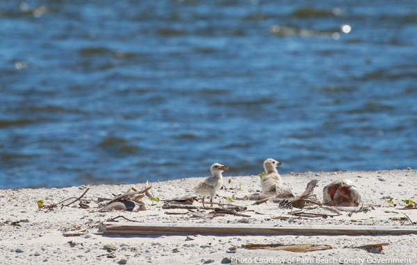 Nesting American Oystercatchers 2019-2020; Two pairs of Black Skimmers successfully nested in 2020.