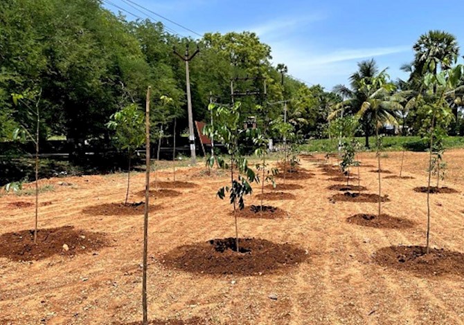 The picture is showing the trees that were planted. 