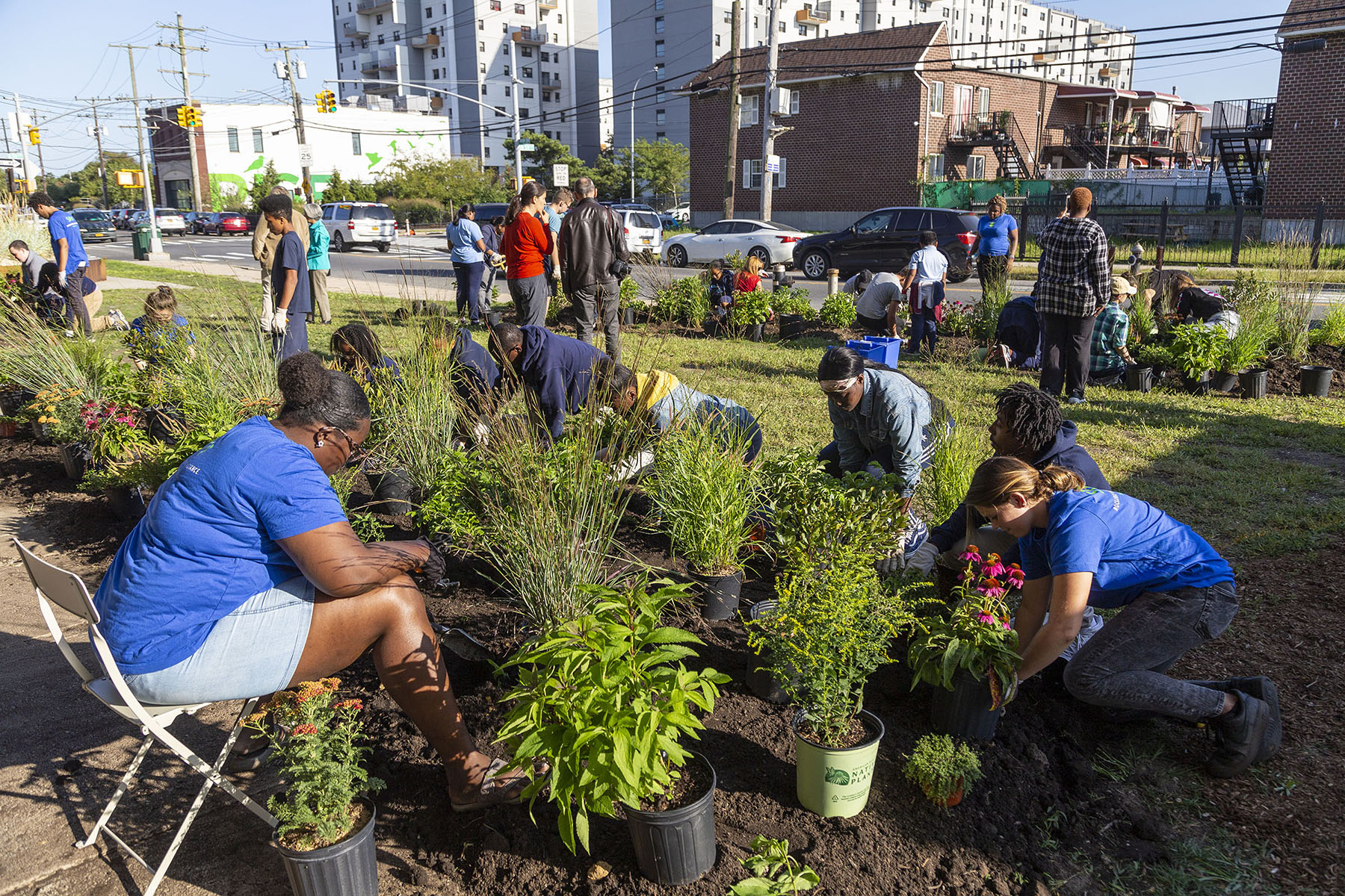 people planting shrubs