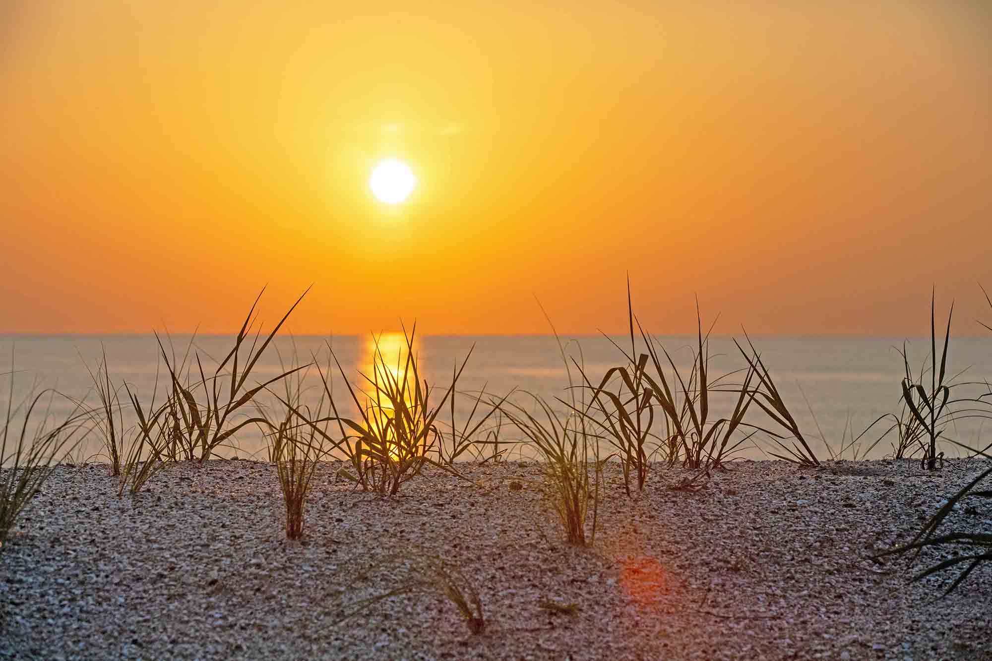 dune grass and a sun rise