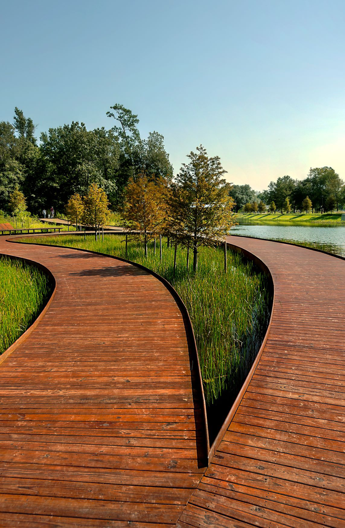  bifurcating wooden walkway in a park setting