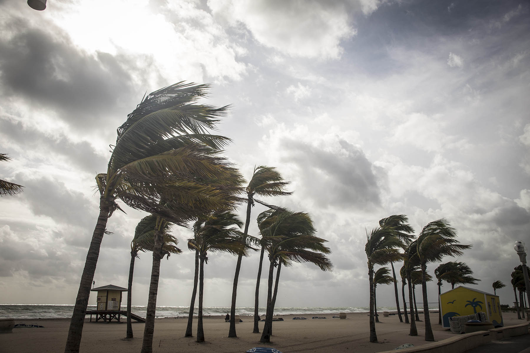 palm trees blowing in the wind