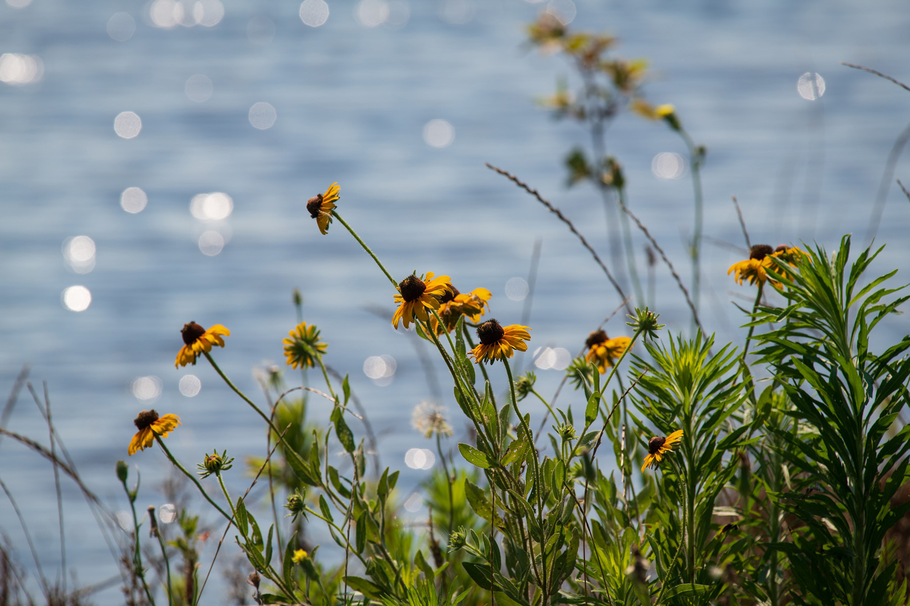 flowers blowing in the breeze with water in the background