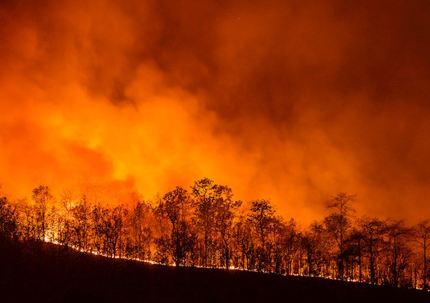 fire burning in a forest