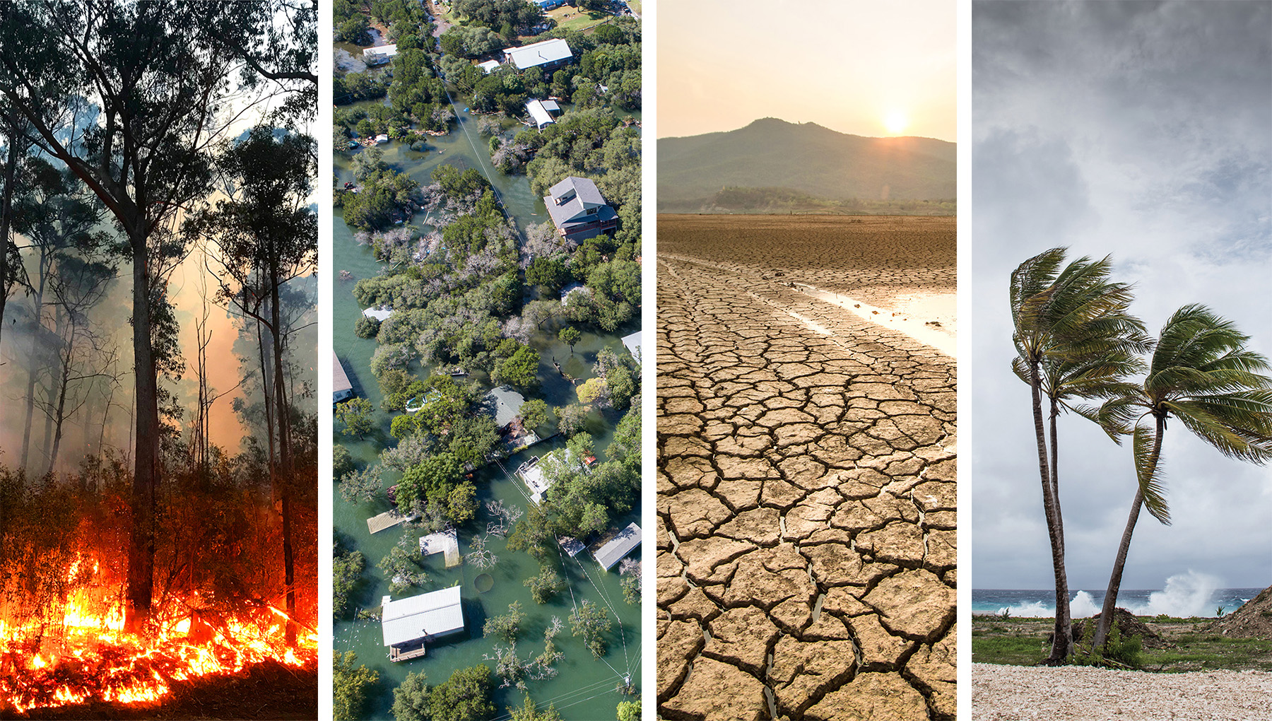 Pictures showing fire burning in a forest, homes and trees immersed in floodwaters, cracked ground due to drought, and strong winds blowing palm trees on the beach