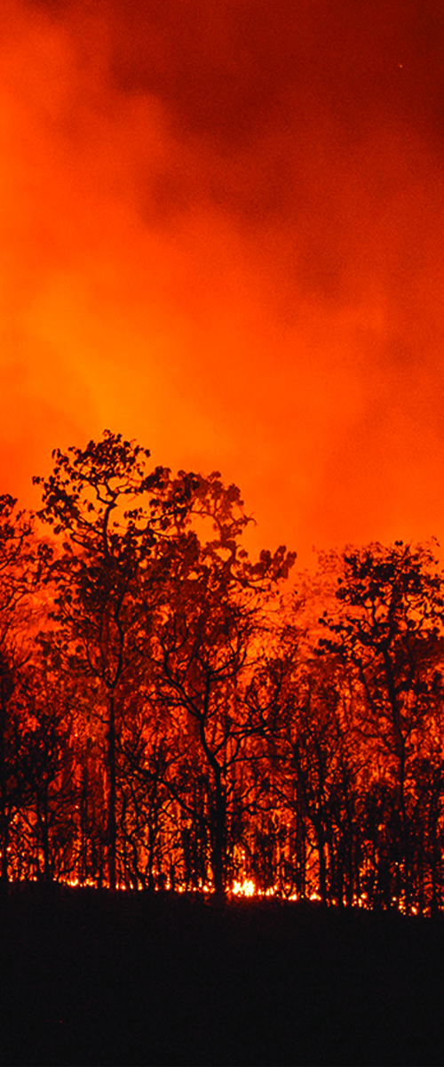 fire burning in a forest. the sky has an orange tint to it because of the fire.