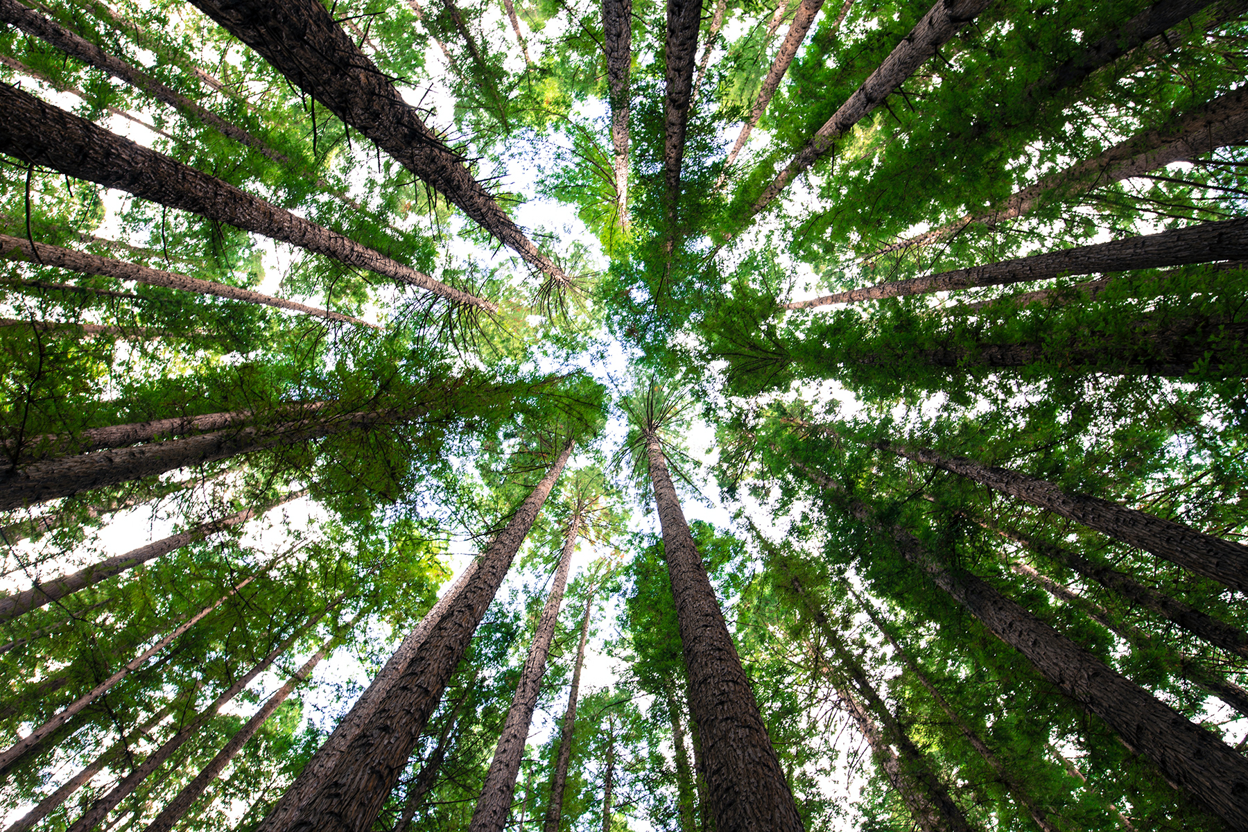 Engineered wood could reduce carbon emissions, report says