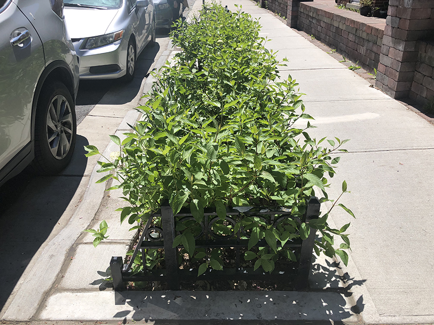 In bioswales, like this one contracted by the DEP, HRCG and its contractors work with New York City’s parks department to find native plants. During the pandemic, contractors going to the same nurseries made sourcing challenging. (Photograph courtesy of Hunter Roberts Construction Group)