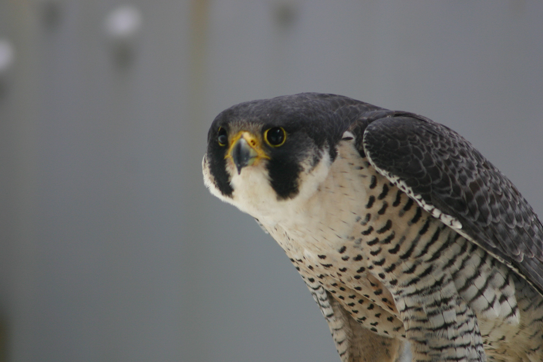 A bird looking at the camera