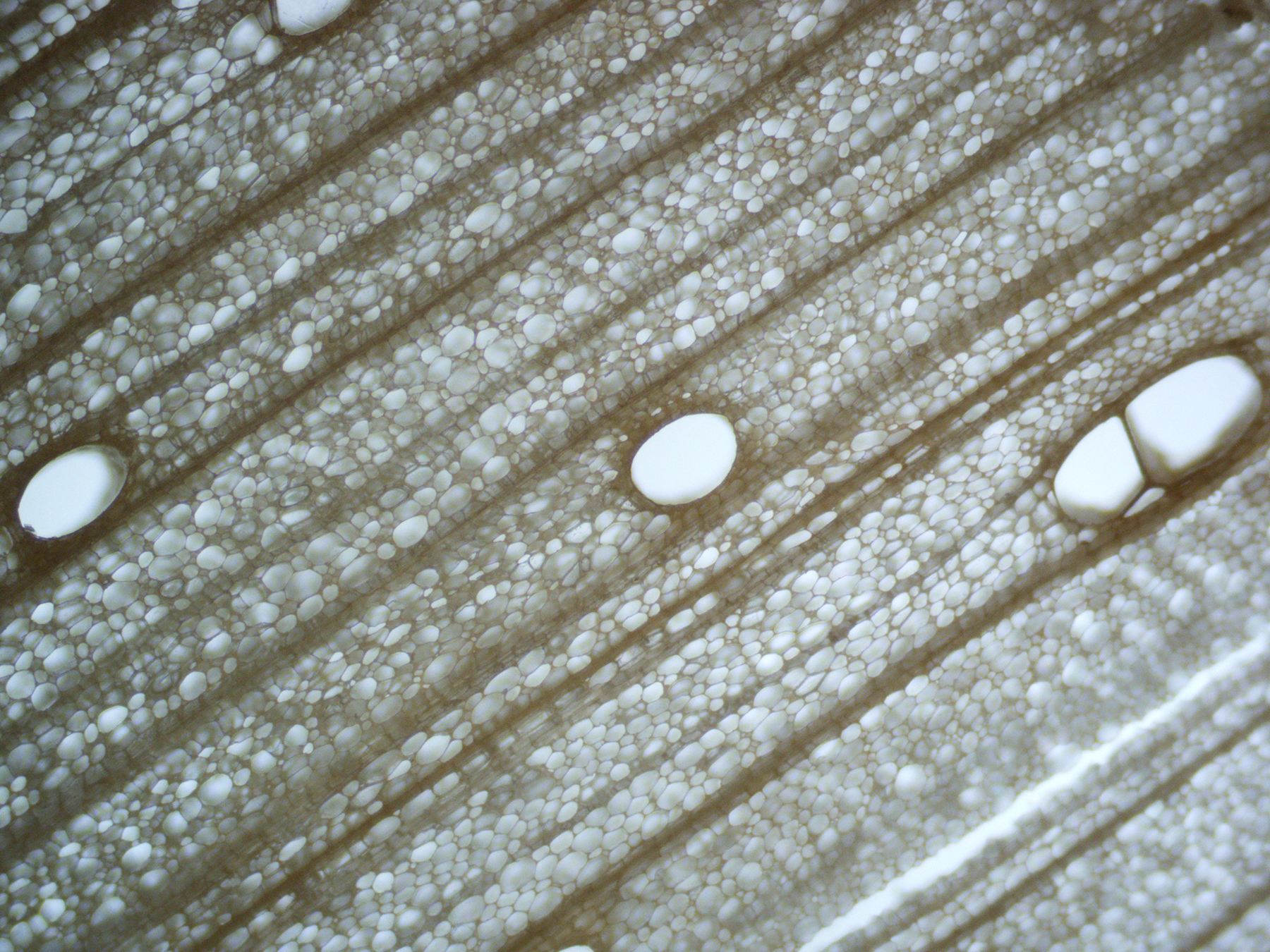 The project aims to add minerals into the gaps inside wood, like these pores seen in a balsa wood cross section (Image courtesy of Tian Li, School of Mechanical Engineering, Purdue University)