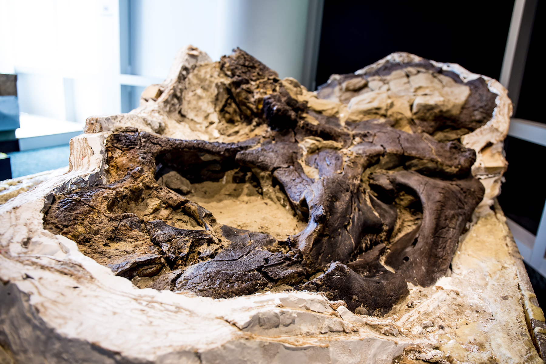 One of the various fossil blocks for the exhibit includes the skull of a roughly 67-million-year-old Triceratops. (Photograph courtesy Matt Zeher)