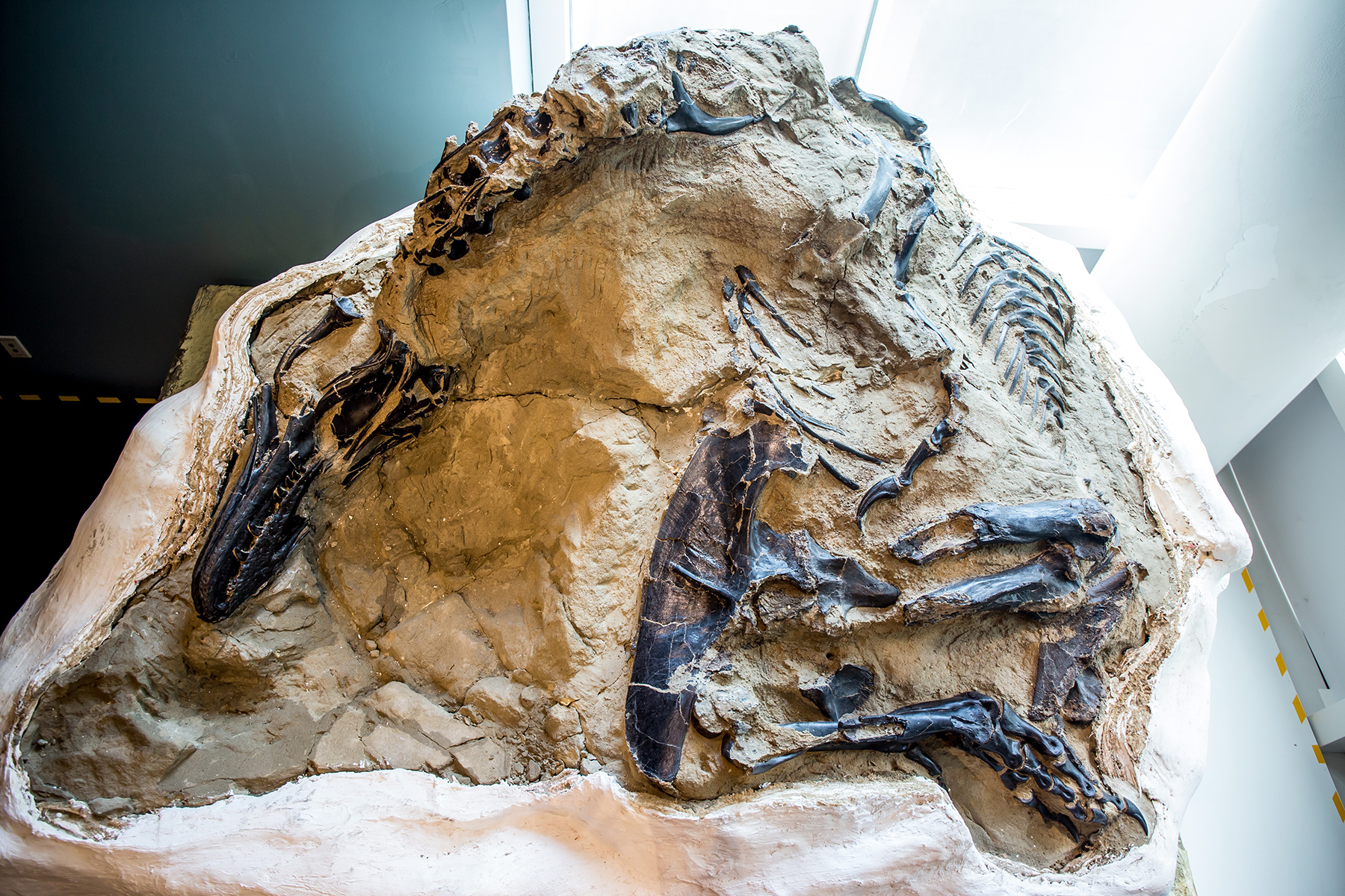 Encased in stone and plaster, the “Dueling Dinosaurs” fossils include one of the most complete skeletons of Tyrannosaurus rex ever unearthed. (Photograph courtesy Matt Zeher)
