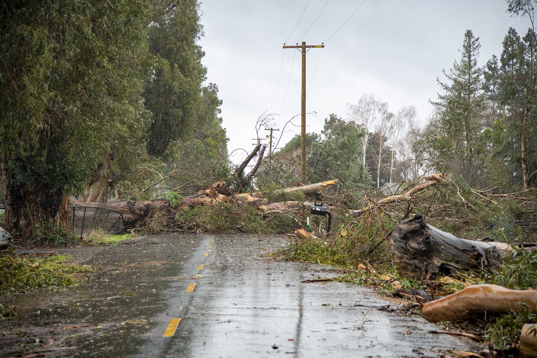 Fallen trees block a road in Galt, California, in Sacramento County, on Jan. 5. (Image courtesy of Florence Low/California Department of Water Resources)