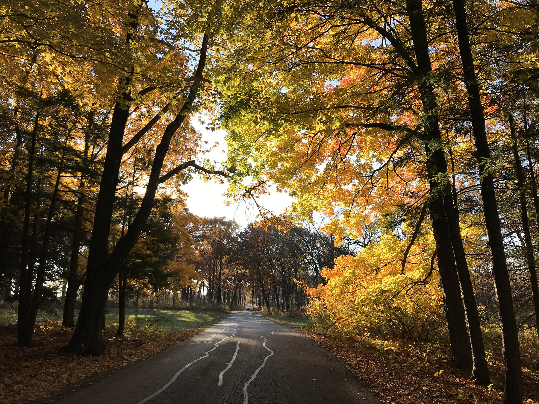 A paved road meanders through tall trees. A car is driving down the road.