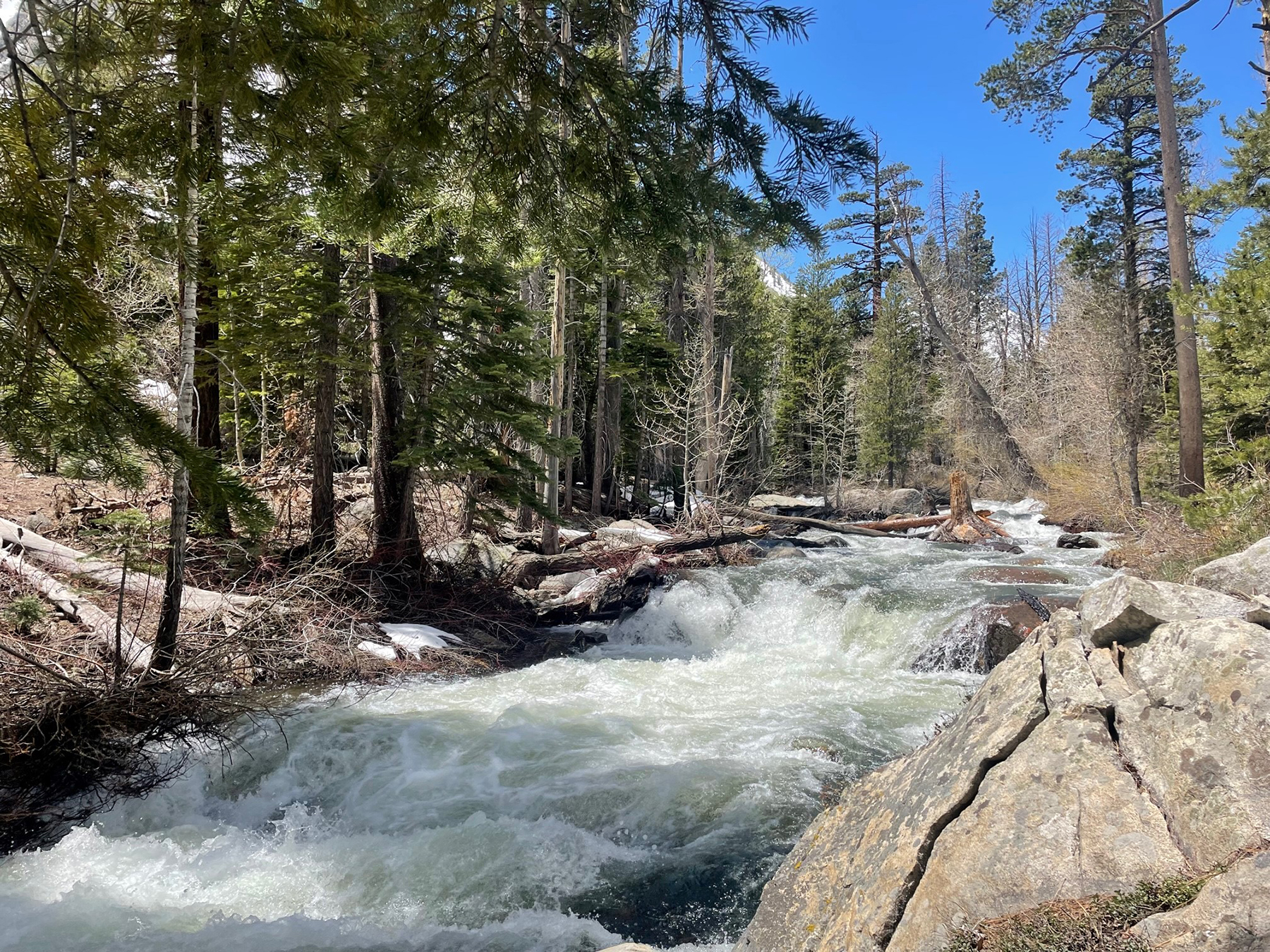 A key tributary to Mono Lake, Lee Vining Creek is one of two streams in the Mono Basin that the Los Angeles Department of Water and Power may still divert for purposes of water supply. (Photograph courtesy of the Mono Lake Committee)