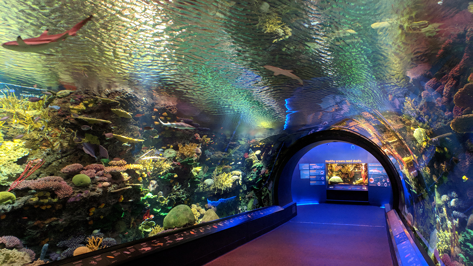 An aquarium tunnel is shown with fish and aquatic floral and fauna. 