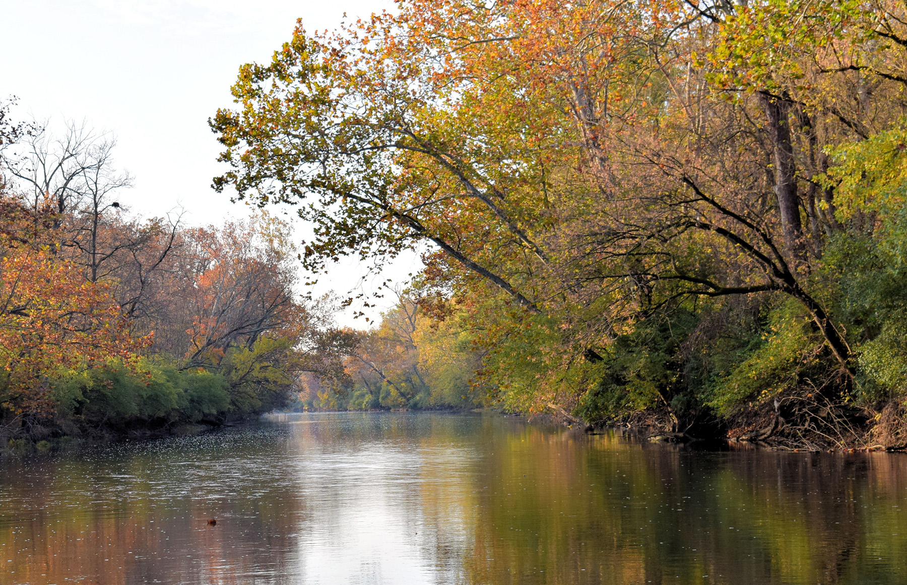 Photograph shows a body of water with trees with golden leaves on its banks. 