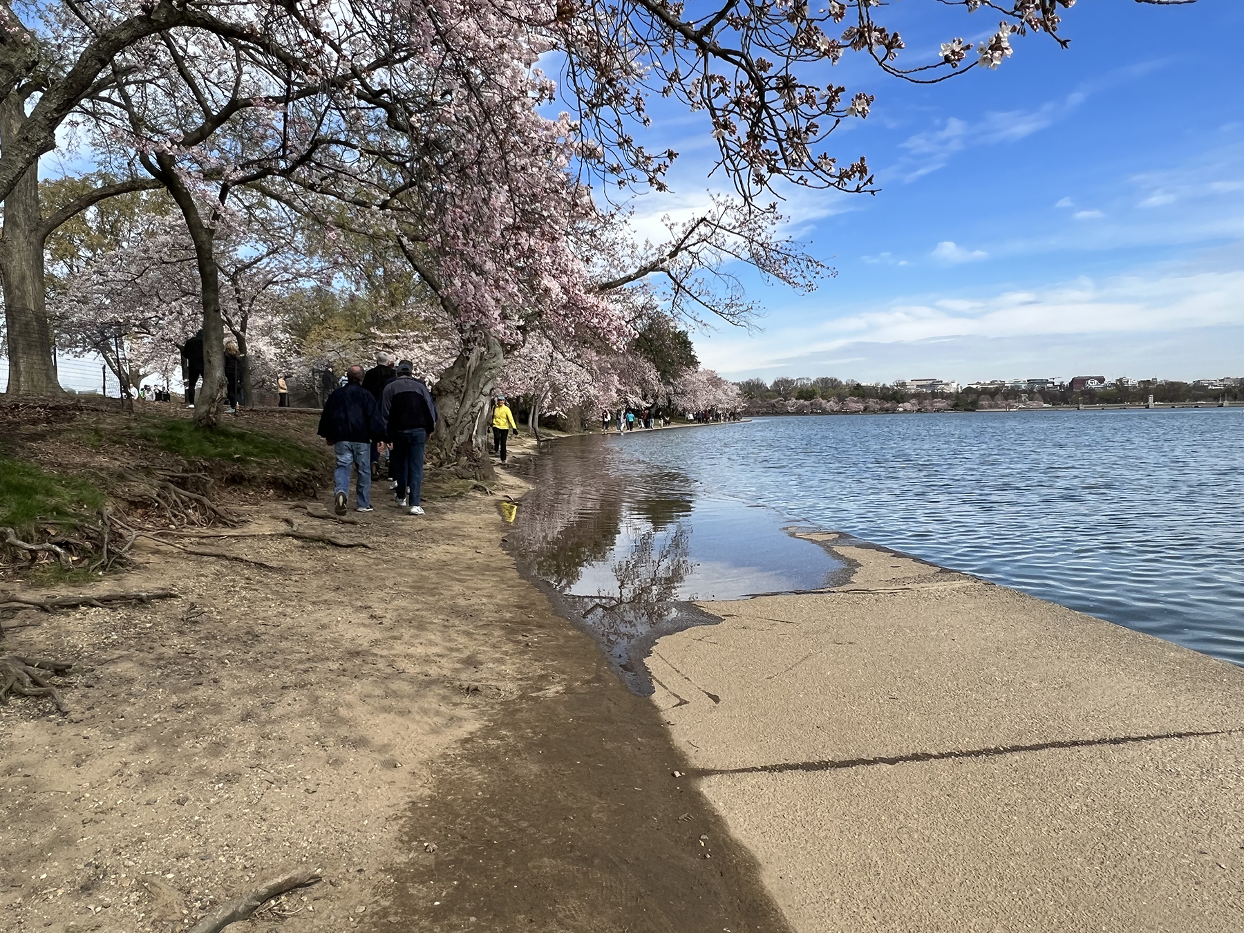 people walk a shoreline with cherry blossoms overhead