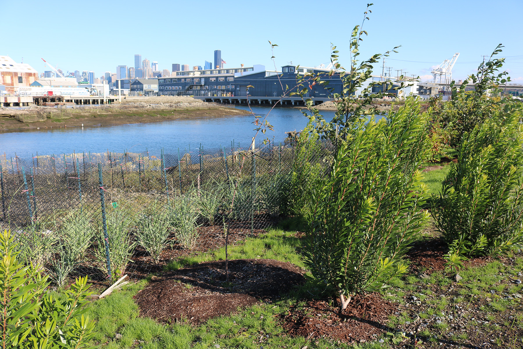 Plants and shrubs dot the shoreline of a revitalized industrial shipyard. 