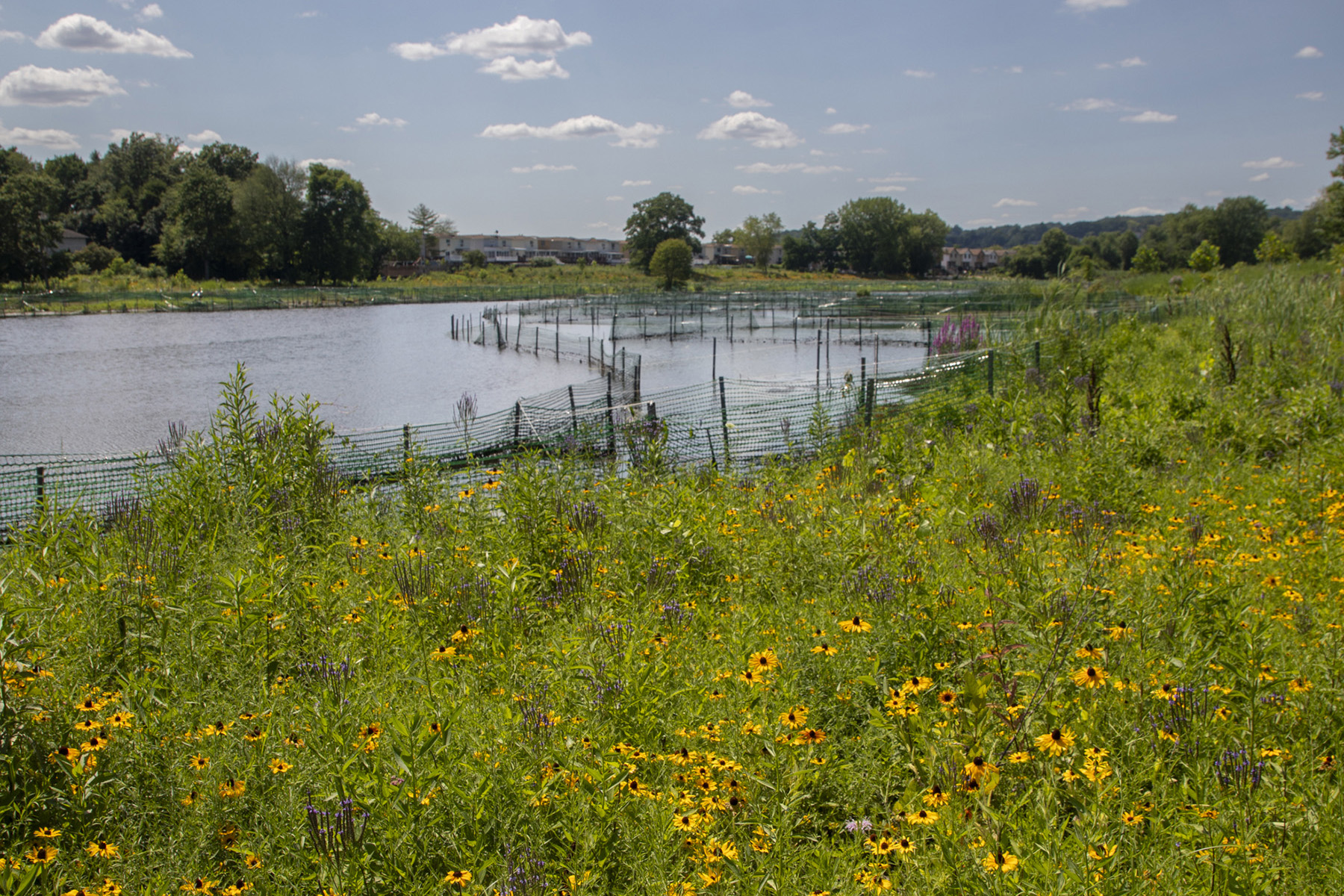 Yellow wildflowers grow in a fenced area next to a small body of water. 