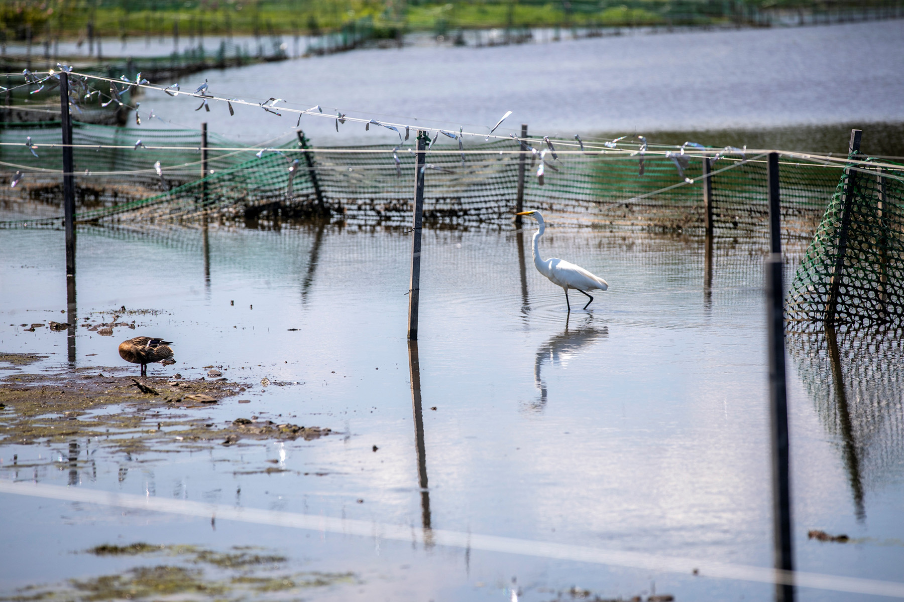 A large white bird wades through a fenced body of water. 