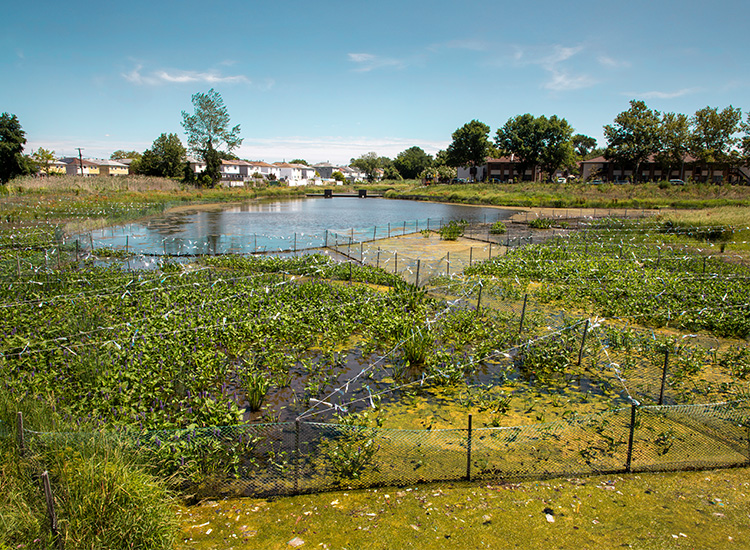 A pond, surrounded by houses and trees, is shown with marshy planted areas marked off by stakes and strings. 