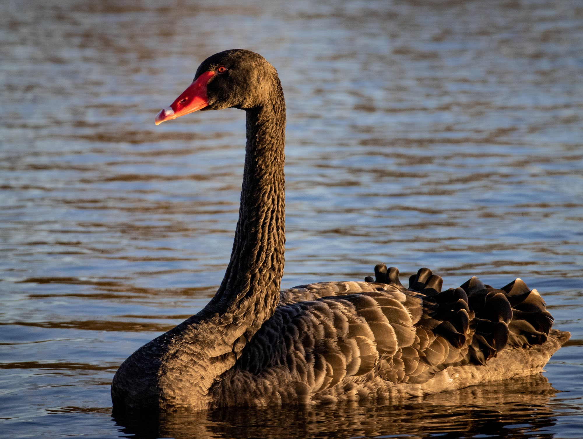 photo of a black swan