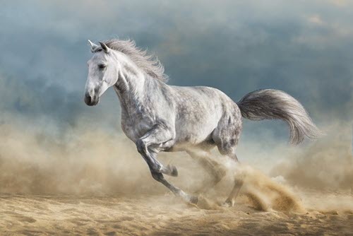 photo of horse running