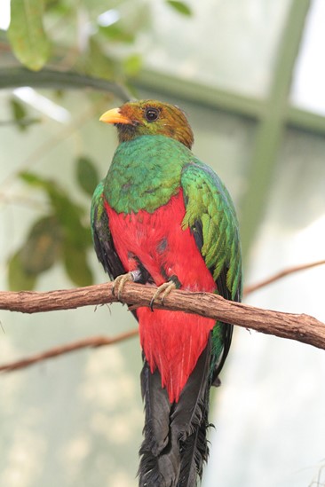 photo of a Quetzal
