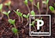 Phosphorous and plants