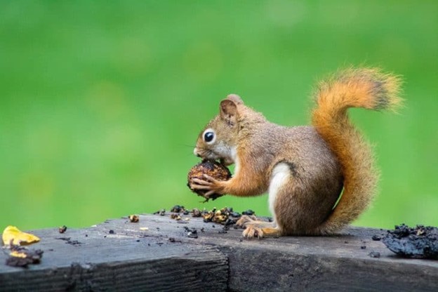 photo of a squirrel