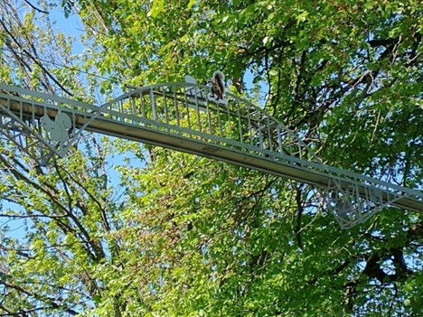 photo of a squirrel bridge