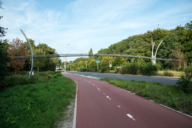 photo of a squirrel bridge