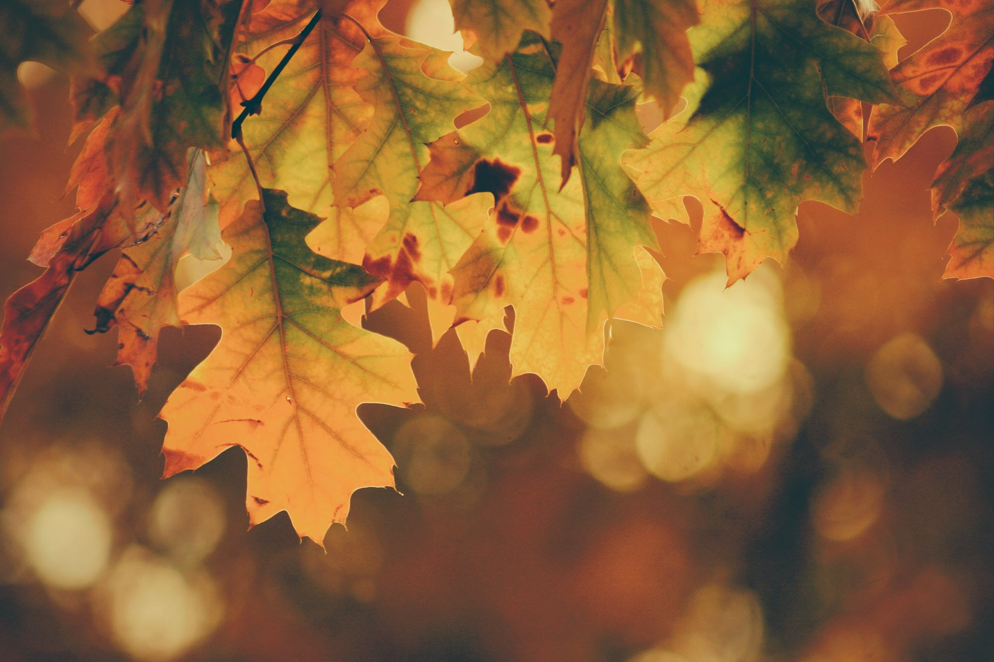 photo of autumnal leaves