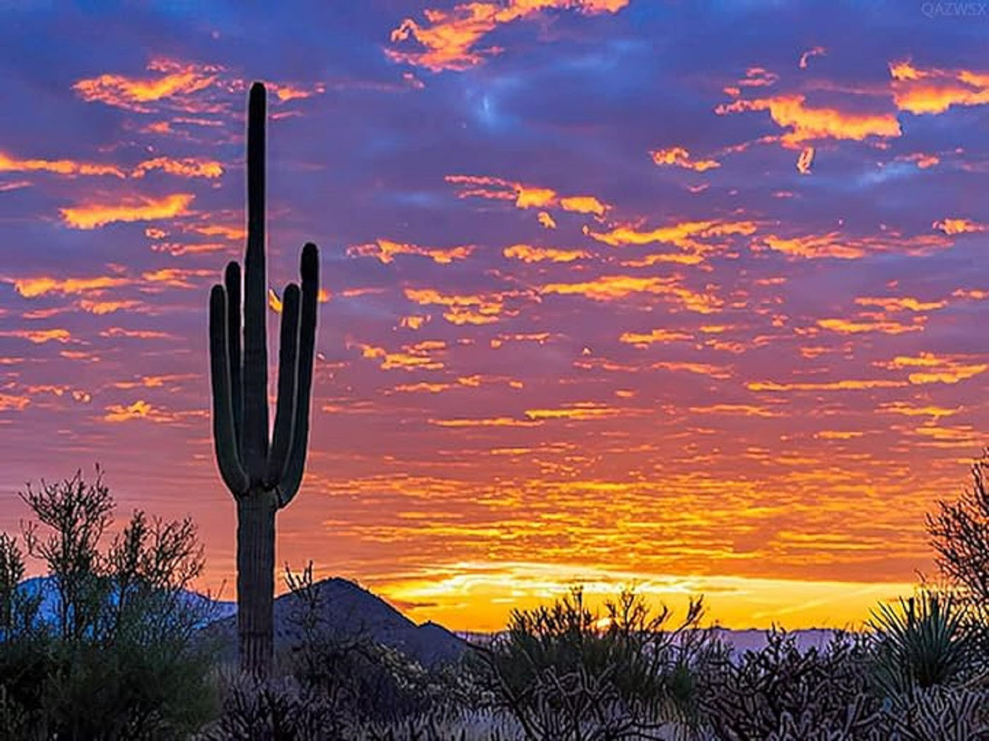 photo of a cactus