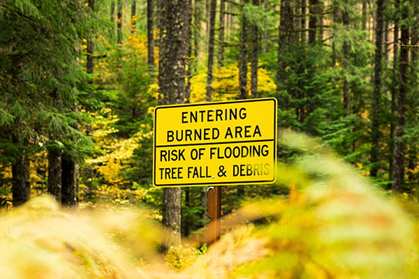 An Entering Burned Area sign surrounded by high trees in a forest