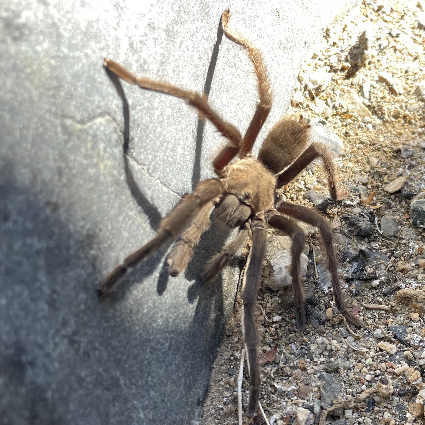 photo of a tarantula
