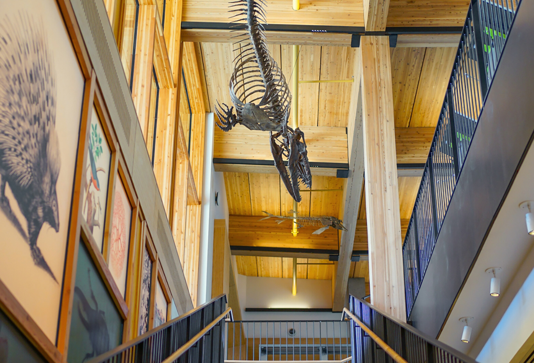 a dinosaur fossil hangs upside down in a timber-heavy building a dinosaur fossil hangs upside down in a timber-heavy building