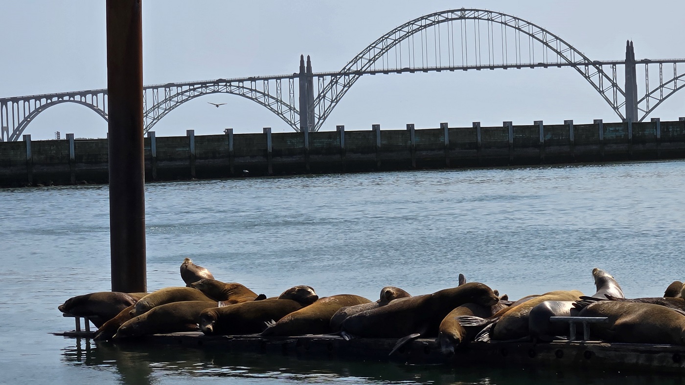 photo of sea lions at Yaquina Bay Bridge