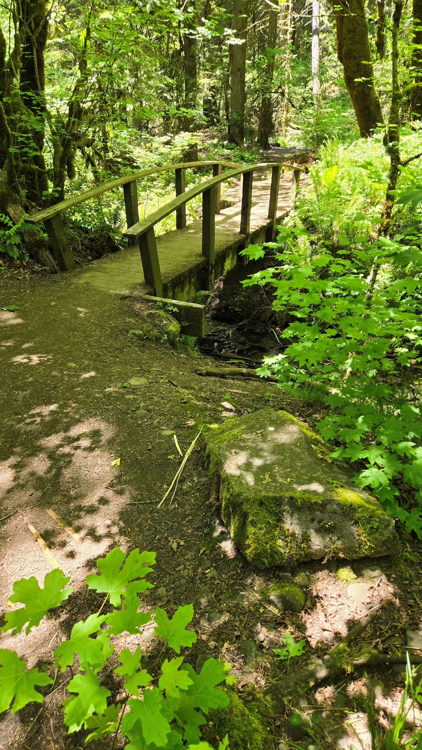 photo of Toketee Falls Trail bridge