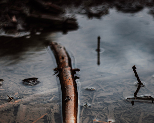 Tree branch and twigs in water runoff