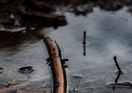 Tree branch and twigs in water runoff