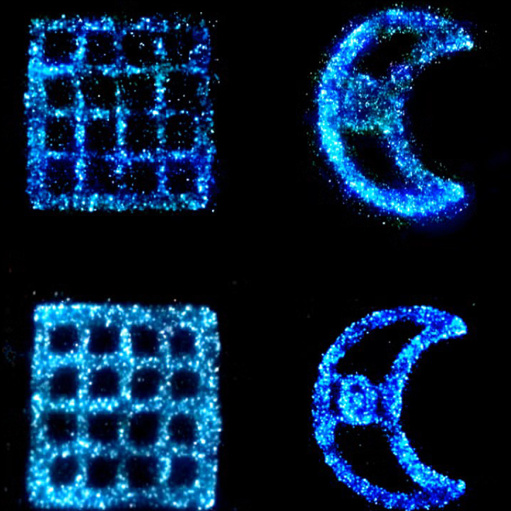 Four blue bioluminescent algae forms shown under acidic and basic conditions