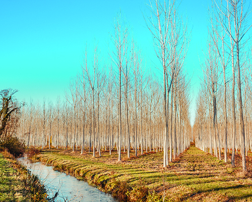 Forest of poplars on right side with stream in foreground and blue sky