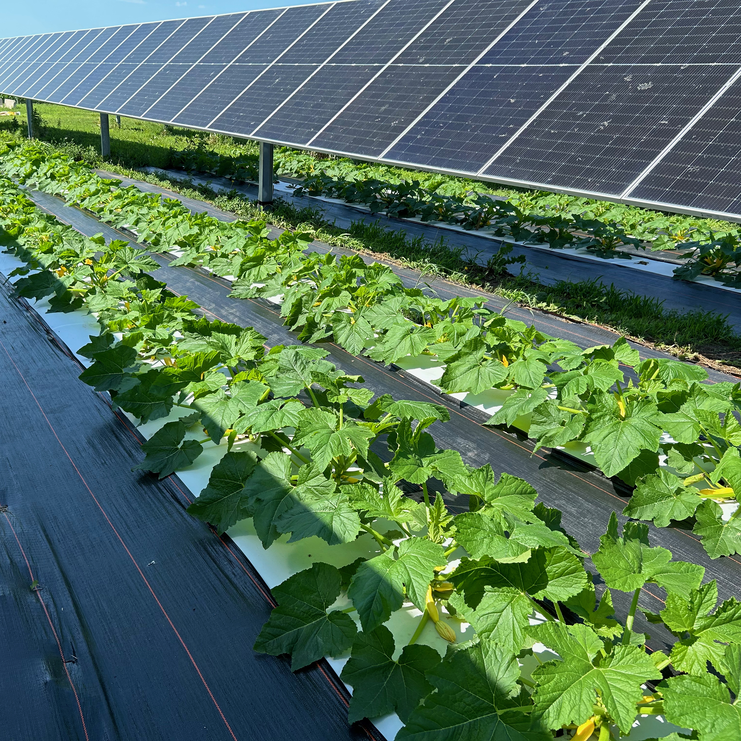 solar panels are shown above flourishing crops