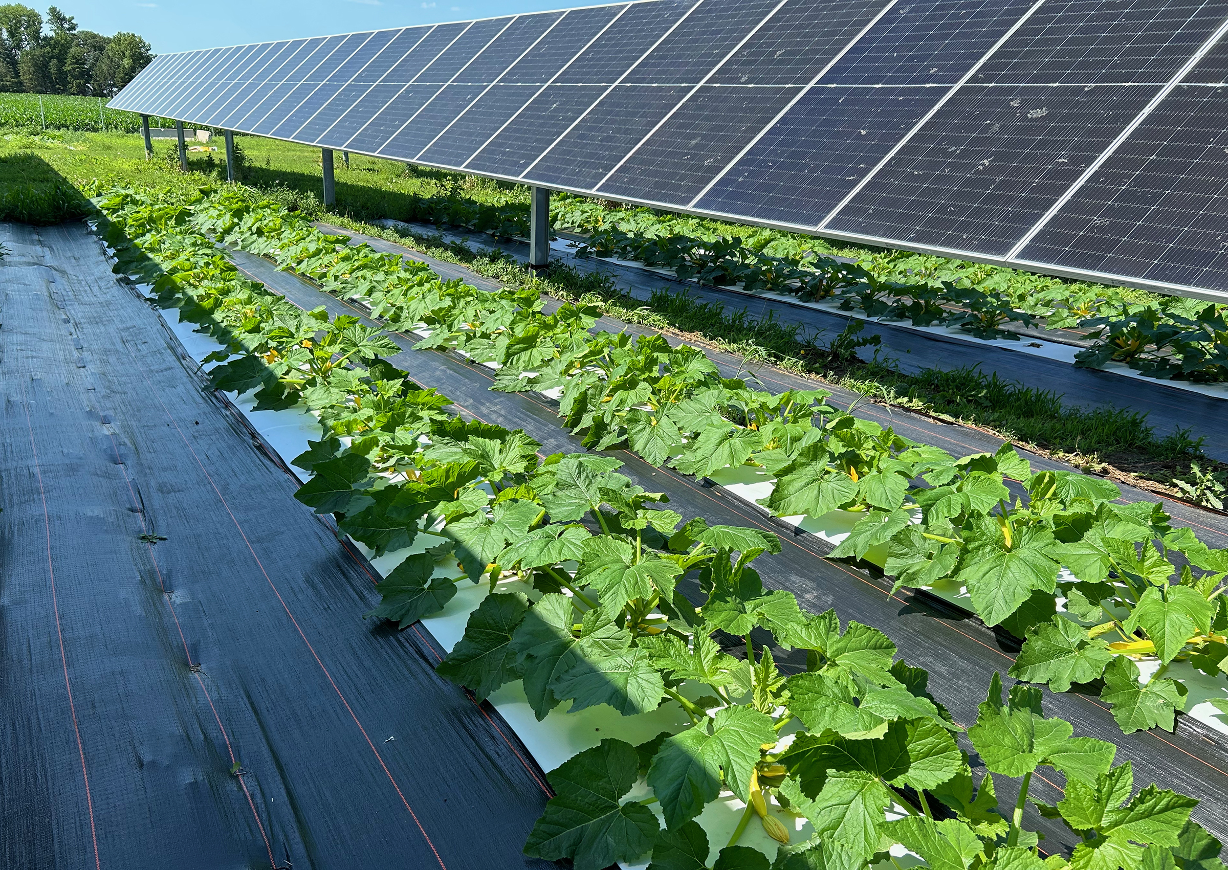 image shows solar panels over flourishing crops