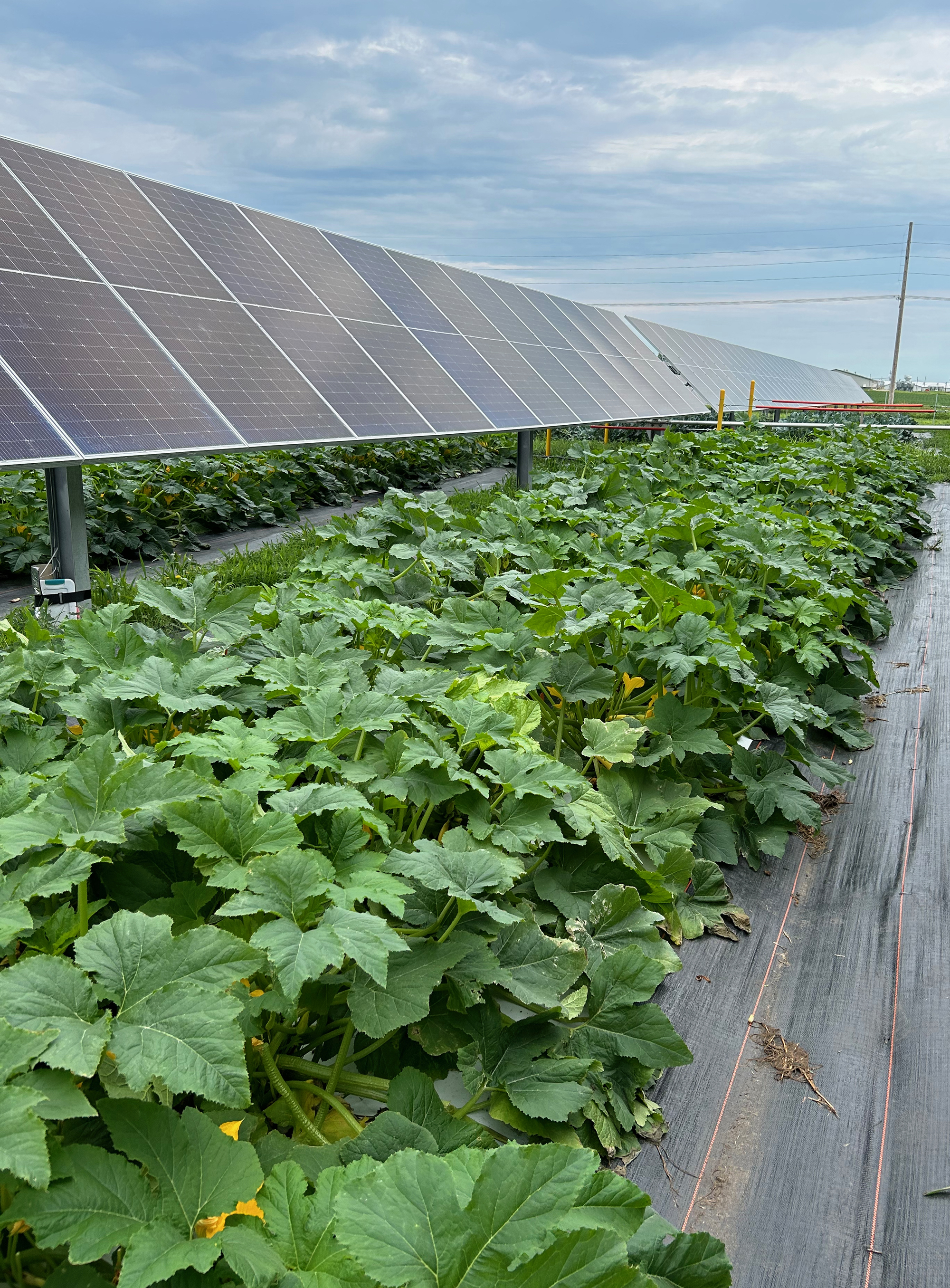 image shows solar panels over flourishing crops