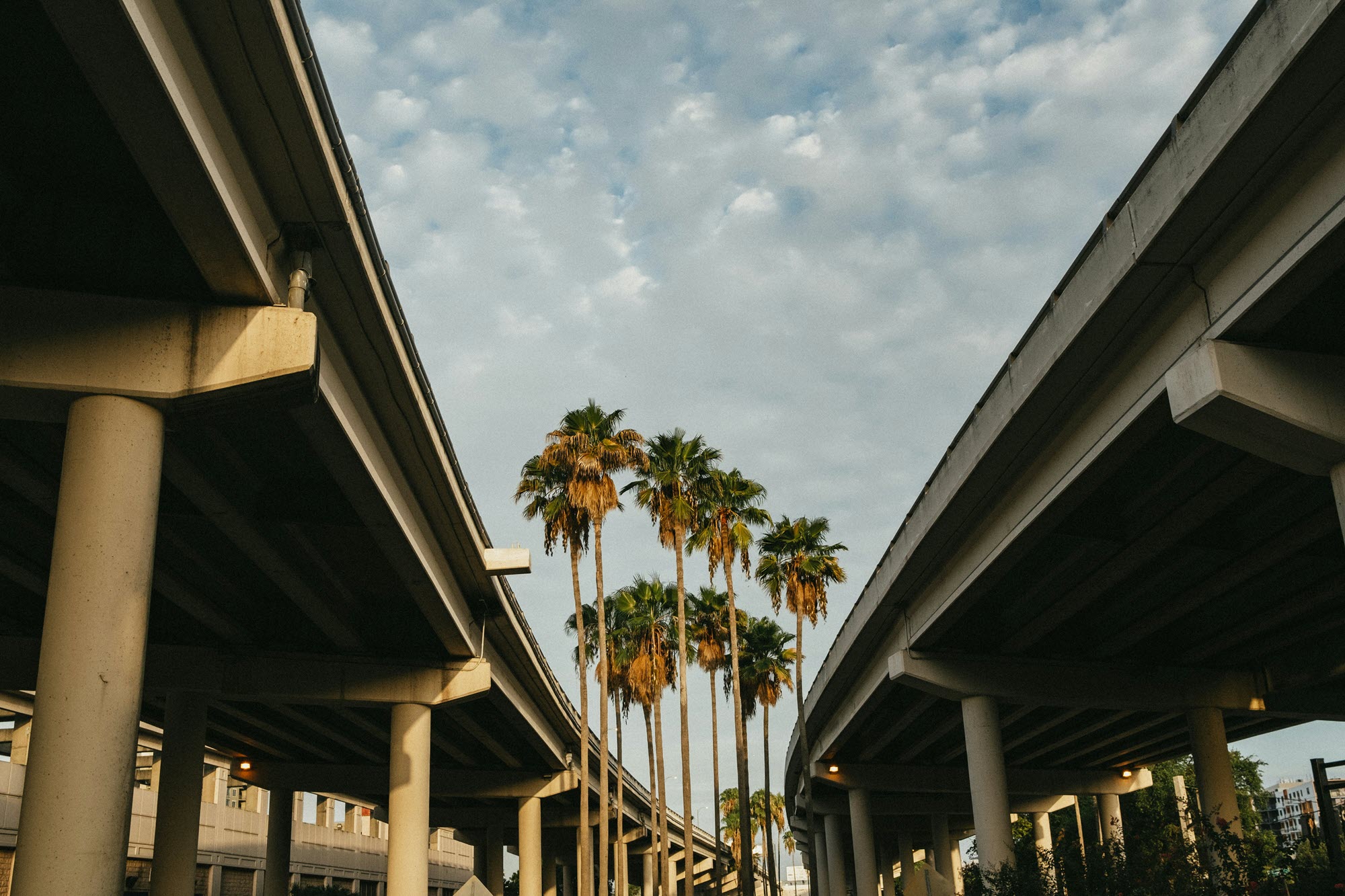 photo of underpass with palm trees