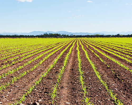 A crop field showing rows of vibrant green plants extending to the horizon under a blue sky.