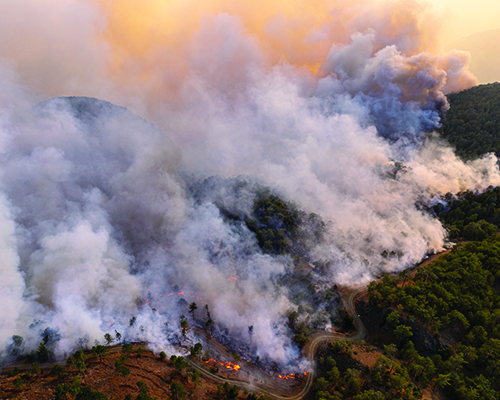 A dense wildfire burns intensely through a forest